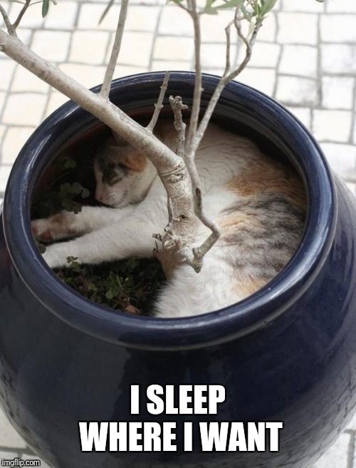 I SLEEP WHERE I WANT | made w/ Imgflip meme maker