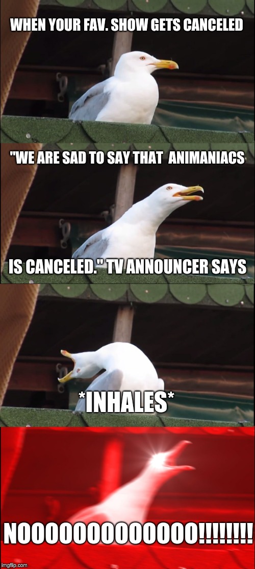 Inhaling Seagull Meme | WHEN YOUR FAV. SHOW GETS CANCELED; "WE ARE SAD TO SAY THAT  ANIMANIACS; IS CANCELED." TV ANNOUNCER SAYS; *INHALES*; NOOOOOOOOOOOOO!!!!!!!! | image tagged in memes,inhaling seagull | made w/ Imgflip meme maker