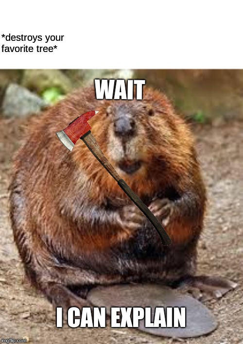 *destroys your favorite tree*; WAIT; I CAN EXPLAIN | image tagged in guilty beaver,memes | made w/ Imgflip meme maker