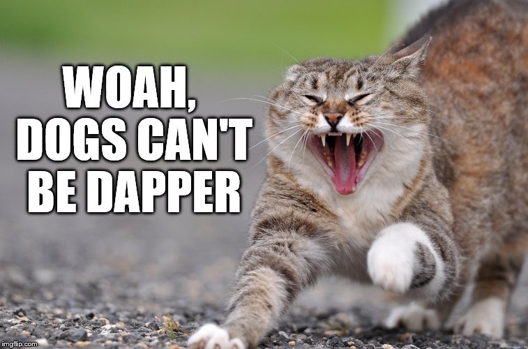 pissed cat | WOAH, DOGS CAN'T BE DAPPER | image tagged in pissed cat | made w/ Imgflip meme maker