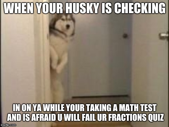 Embarassed Husky | WHEN YOUR HUSKY IS CHECKING; IN ON YA WHILE YOUR TAKING A MATH TEST AND IS AFRAID U WILL FAIL UR FRACTIONS QUIZ | image tagged in embarassed husky | made w/ Imgflip meme maker