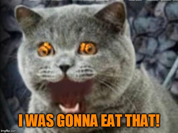lolcat | I WAS GONNA EAT THAT! | image tagged in lolcat | made w/ Imgflip meme maker