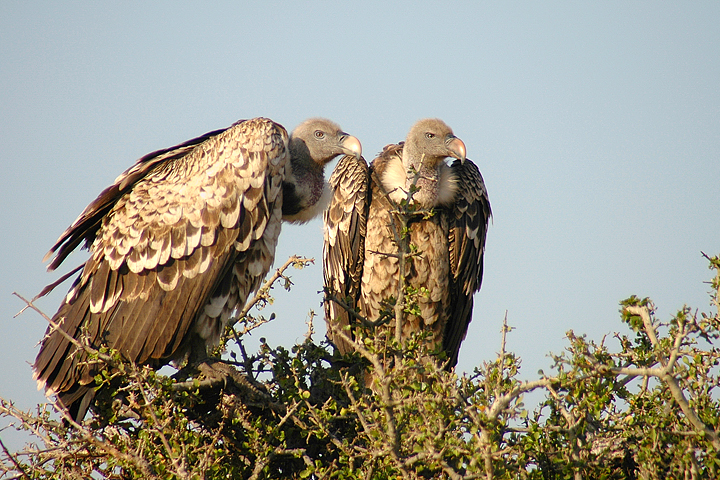 Vultures Blank Meme Template