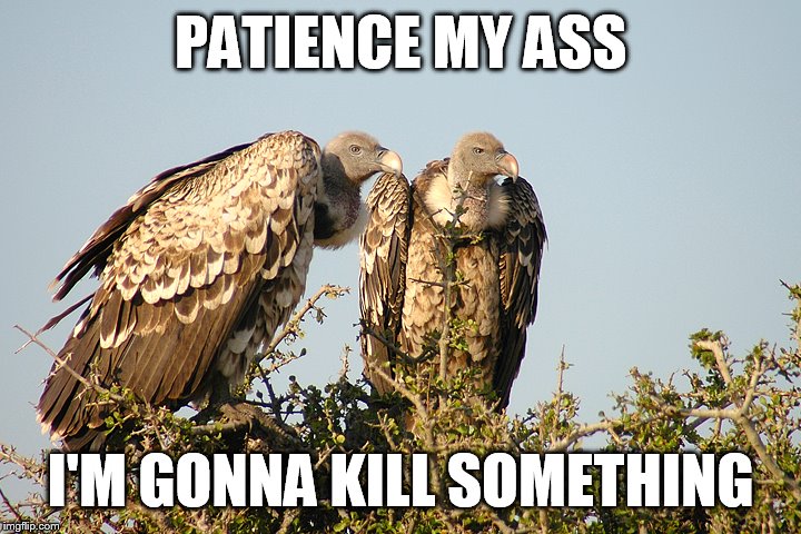 PATIENCE MY ASS; I'M GONNA KILL SOMETHING | image tagged in vultures | made w/ Imgflip meme maker