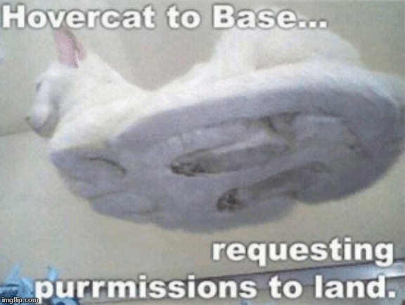 hovercat boiiiis | image tagged in hovercat,cat meme,cat on window | made w/ Imgflip meme maker