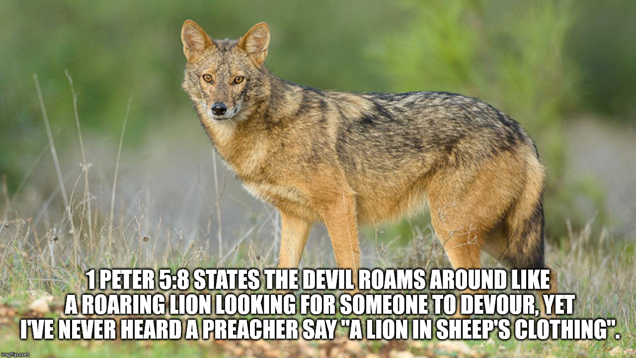 1 PETER 5:8 STATES THE DEVIL ROAMS AROUND LIKE A ROARING LION LOOKING FOR SOMEONE TO DEVOUR, YET I'VE NEVER HEARD A PREACHER SAY "A LION IN SHEEP'S CLOTHING". | image tagged in christianity,deceit,lion,wolf,sheep,bible verse | made w/ Imgflip meme maker