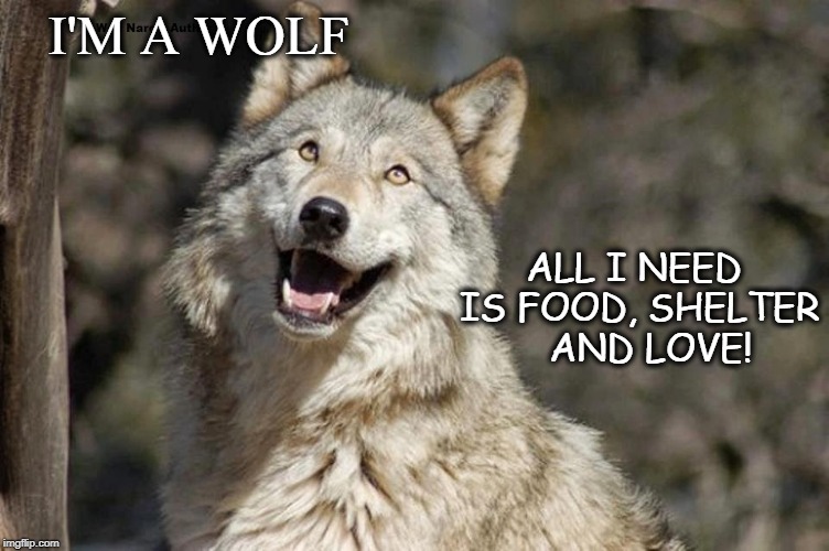 Optimistic Moon Moon Wolf Vanadium Wolf | I'M A WOLF; ALL I NEED IS FOOD, SHELTER    AND LOVE! | image tagged in optimistic moon moon wolf vanadium wolf | made w/ Imgflip meme maker