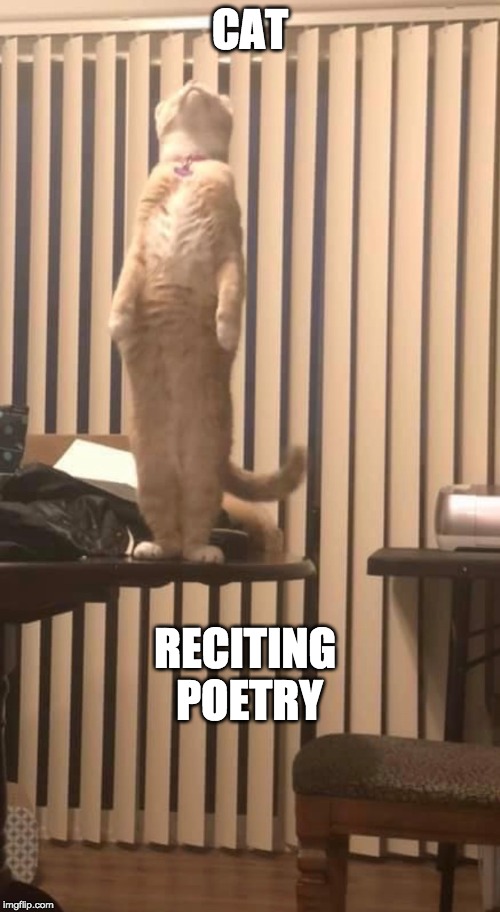 “Tread softly because you tread on my dreams” | CAT; RECITING POETRY | image tagged in cat standing,poems | made w/ Imgflip meme maker