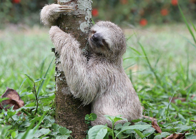 Sloth Taking a Dump Blank Meme Template