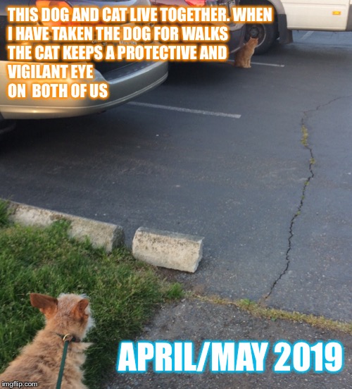 THIS DOG AND CAT LIVE TOGETHER. WHEN I HAVE TAKEN THE DOG FOR WALKS                THE CAT KEEPS A PROTECTIVE AND                                          VIGILANT EYE                                     ON 
BOTH OF US; APRIL/MAY 2019 | made w/ Imgflip meme maker