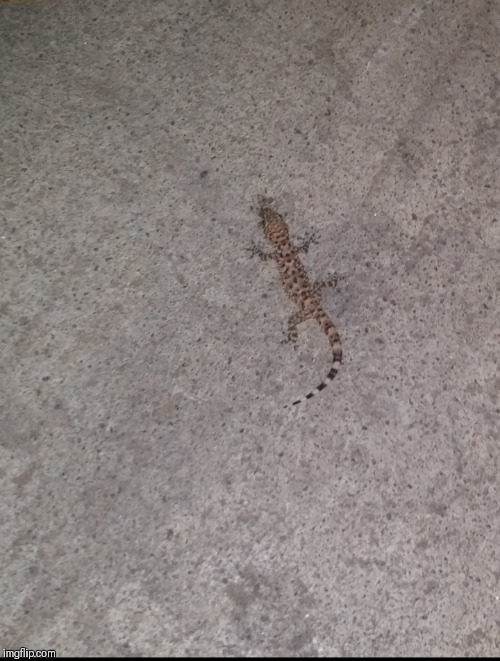 I saw this lizard at Lowe's Home Improvement Store | image tagged in memes,lizard,shareyourownphotos stream,44colt,lowes home improvement | made w/ Imgflip meme maker