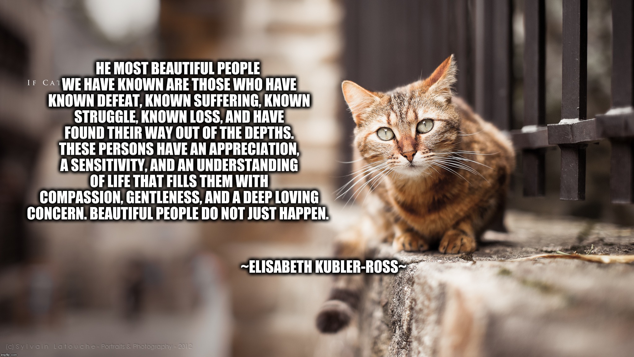 HE MOST BEAUTIFUL PEOPLE WE HAVE KNOWN ARE THOSE WHO HAVE KNOWN DEFEAT, KNOWN SUFFERING, KNOWN STRUGGLE, KNOWN LOSS, AND HAVE FOUND THEIR WAY OUT OF THE DEPTHS. THESE PERSONS HAVE AN APPRECIATION, A SENSITIVITY, AND AN UNDERSTANDING OF LIFE THAT FILLS THEM WITH COMPASSION, GENTLENESS, AND A DEEP LOVING CONCERN. BEAUTIFUL PEOPLE DO NOT JUST HAPPEN. ~ELISABETH KUBLER-ROSS~ | image tagged in beautiful,kitty,love,love wins | made w/ Imgflip meme maker