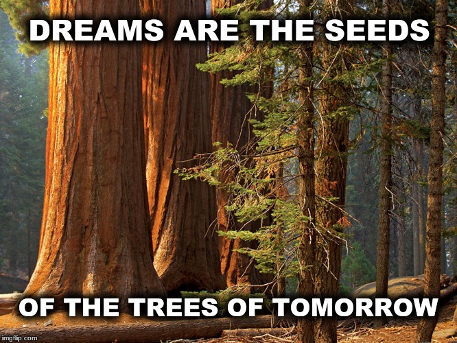 DREAMS ARE THE SEEDS; OF THE TREES OF TOMORROW | image tagged in trees,dreams,seeds,the future | made w/ Imgflip meme maker