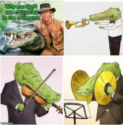 Croc And Roll Might Be Better |  Why you don’t see crocodiles in the orchestra | image tagged in crocodile dundee,crocodile,orchestra | made w/ Imgflip meme maker