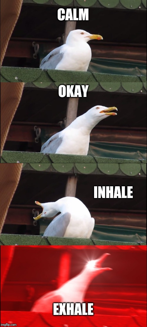 Inhaling Seagull Meme | CALM; OKAY; INHALE; EXHALE | image tagged in memes,inhaling seagull | made w/ Imgflip meme maker