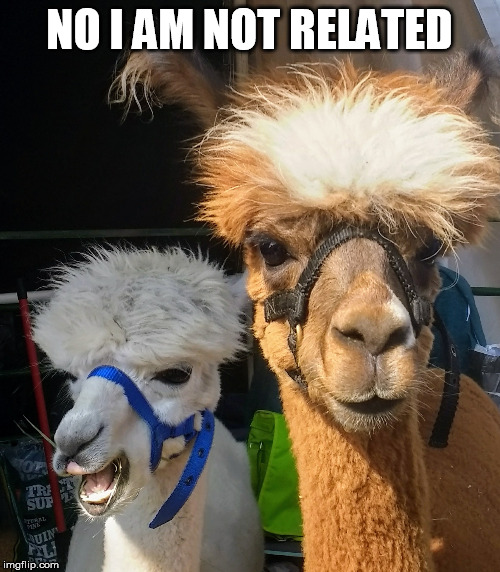 See he is white and I am brown | NO I AM NOT RELATED | image tagged in fuzzy head alpacas | made w/ Imgflip meme maker