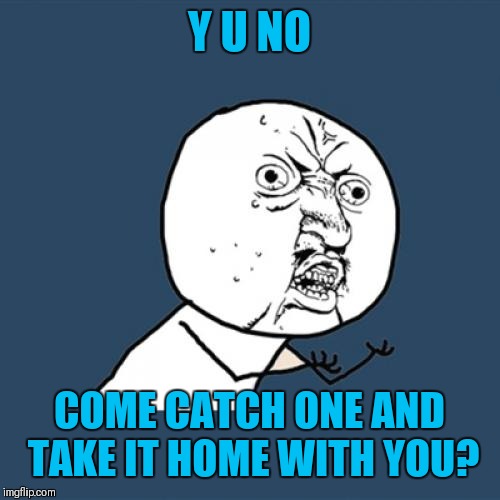 Y U No Meme | Y U NO COME CATCH ONE AND TAKE IT HOME WITH YOU? | image tagged in memes,y u no | made w/ Imgflip meme maker
