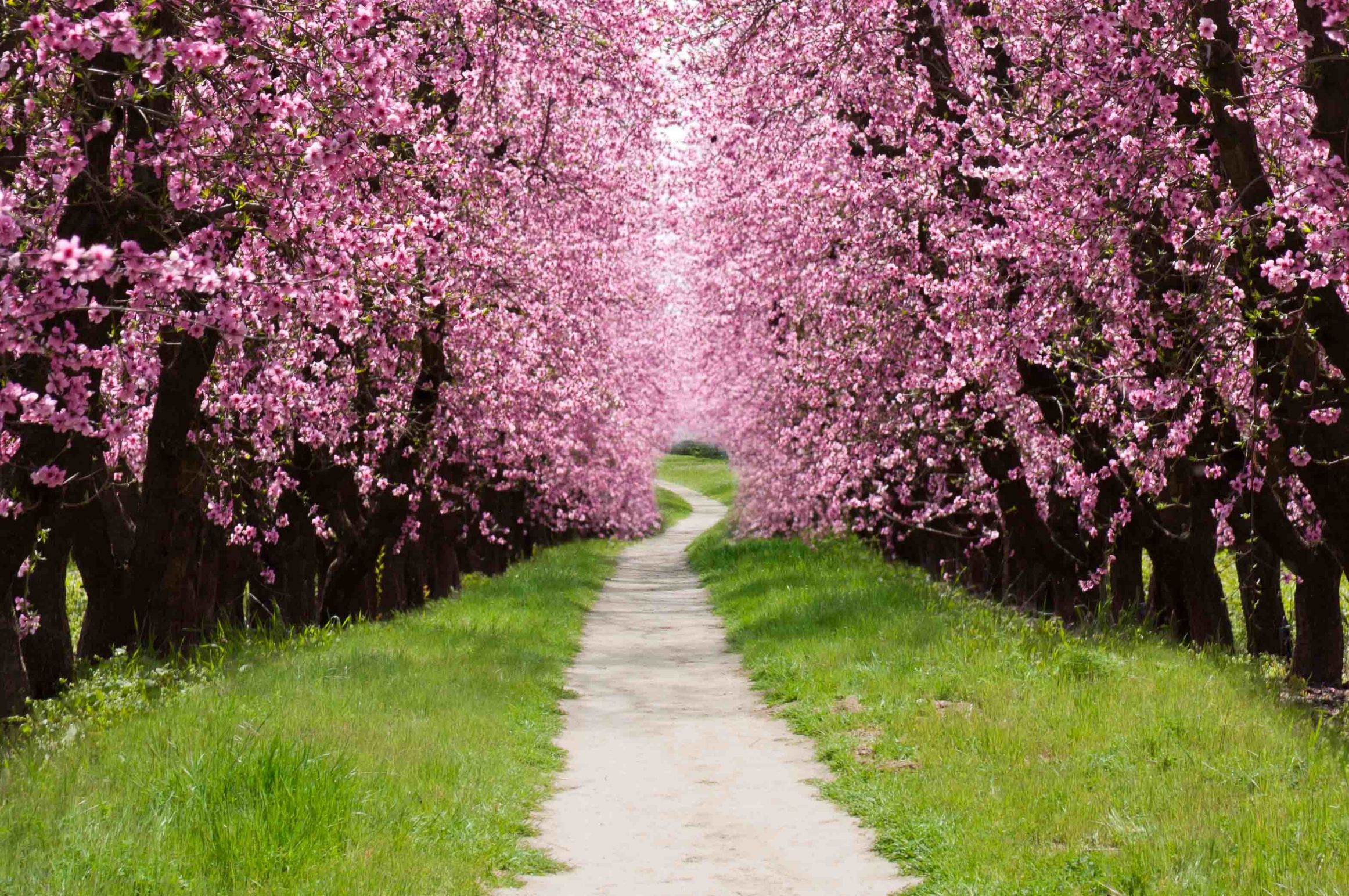 High Quality Sakura tree Blank Meme Template