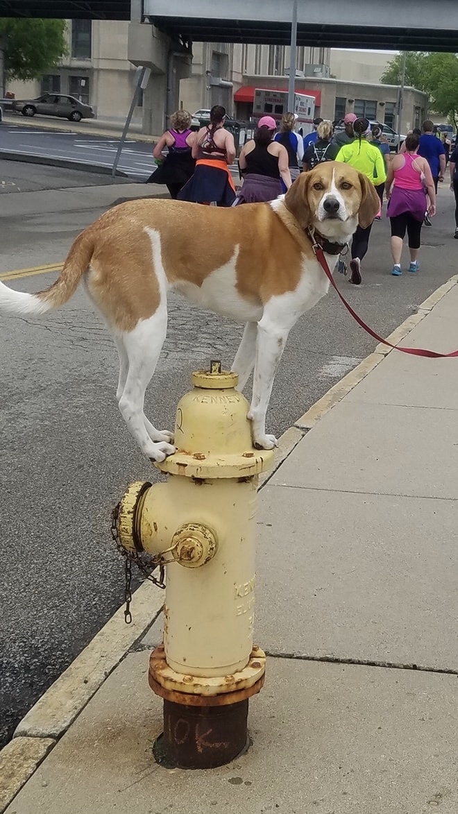 High Quality Dog on fire hydrant Blank Meme Template