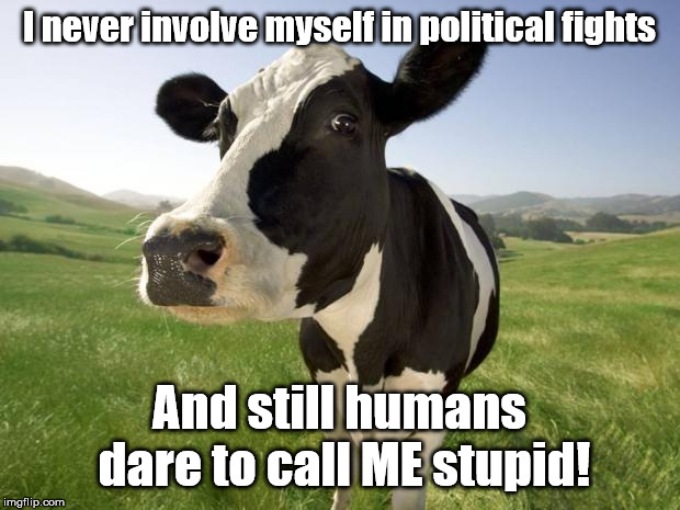 cow | I never involve myself in political fights; And still humans dare to call ME stupid! | image tagged in cow | made w/ Imgflip meme maker