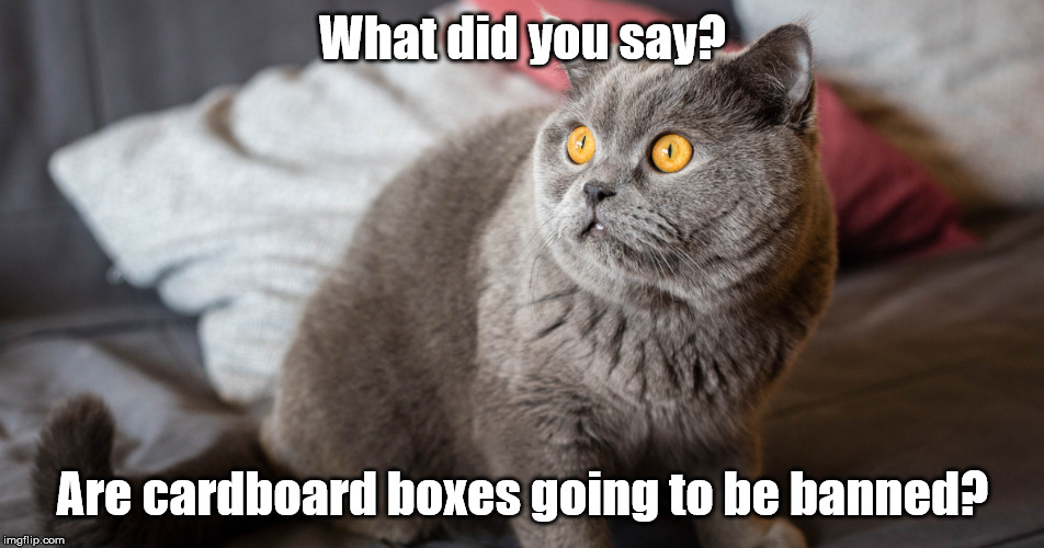 Scared grey cat | What did you say? Are cardboard boxes going to be banned? | image tagged in scared grey cat | made w/ Imgflip meme maker