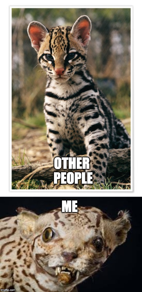 Ocelot meme | ME; OTHER PEOPLE | image tagged in funny,ugly,cats | made w/ Imgflip meme maker