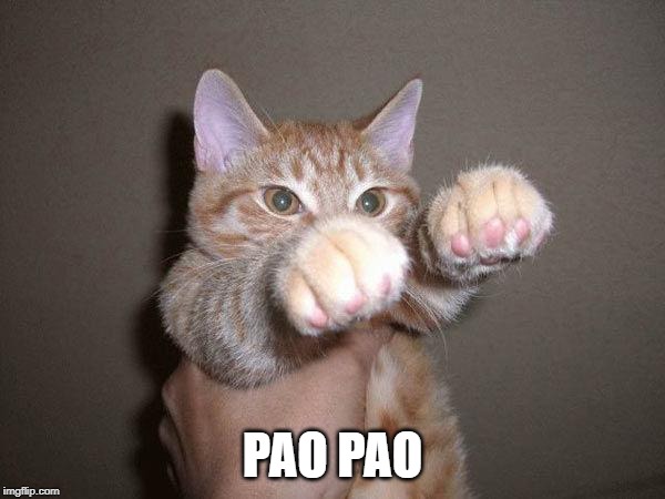 Pew Pew Cat | PAO PAO | image tagged in pew pew cat | made w/ Imgflip meme maker