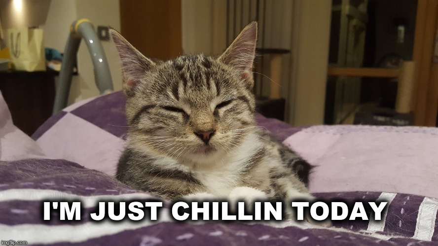 I'M JUST CHILLIN TODAY | image tagged in cat,i should buy a boat cat,just chillin',relaxing,relaxed,what if i told you | made w/ Imgflip meme maker