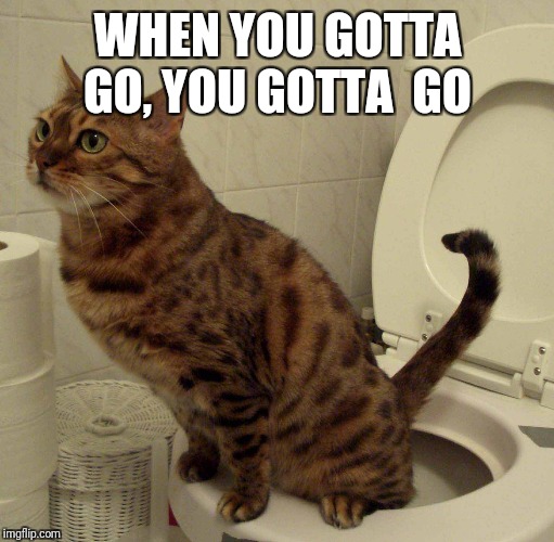 Cat toilet  | WHEN YOU GOTTA GO, YOU GOTTA  GO | image tagged in cat toilet | made w/ Imgflip meme maker