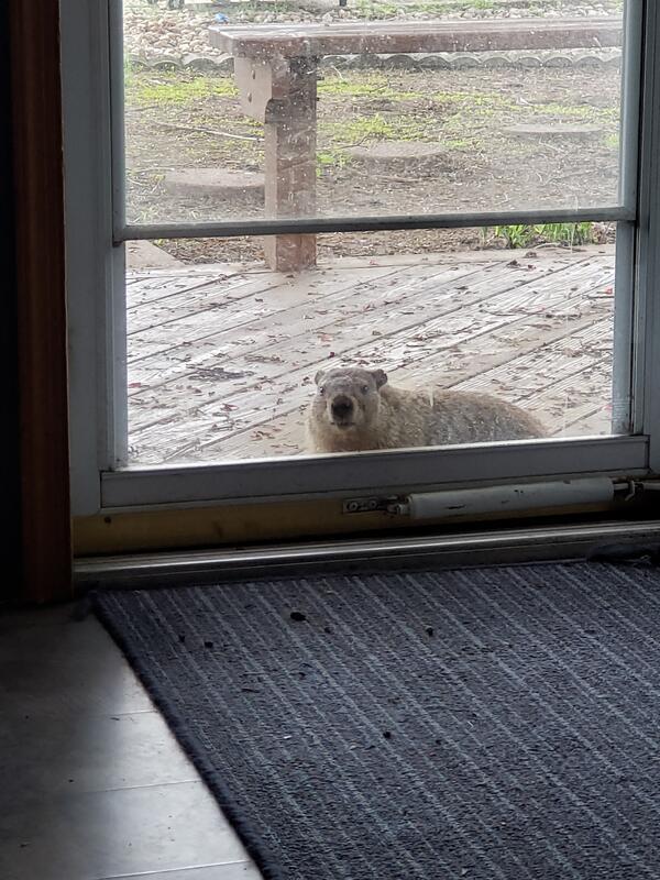 Groundhog Blank Meme Template