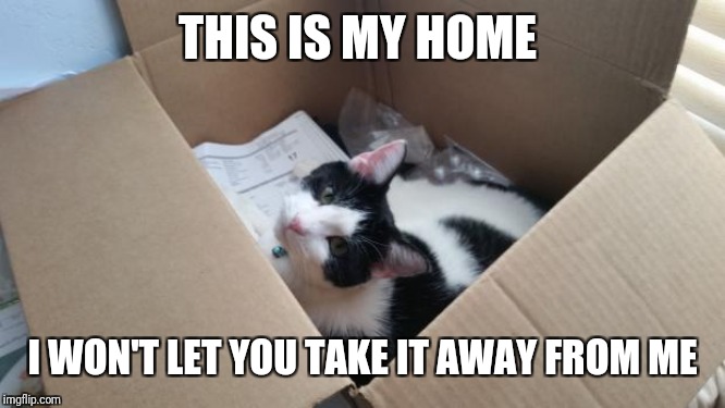 cat in the box | THIS IS MY HOME I WON'T LET YOU TAKE IT AWAY FROM ME | image tagged in cat in the box | made w/ Imgflip meme maker
