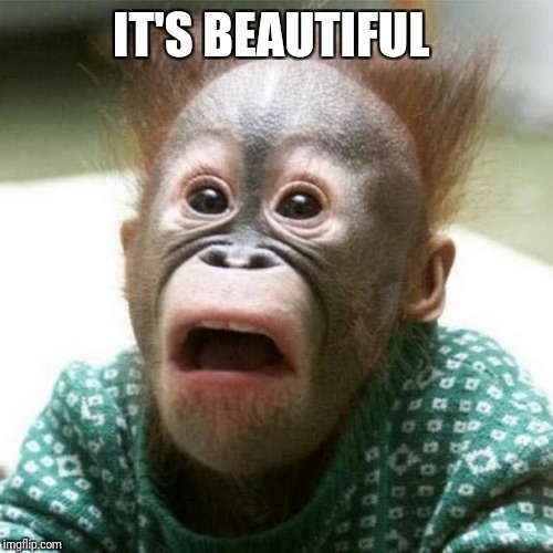 Shocked Monkey | IT'S BEAUTIFUL | image tagged in shocked monkey | made w/ Imgflip meme maker