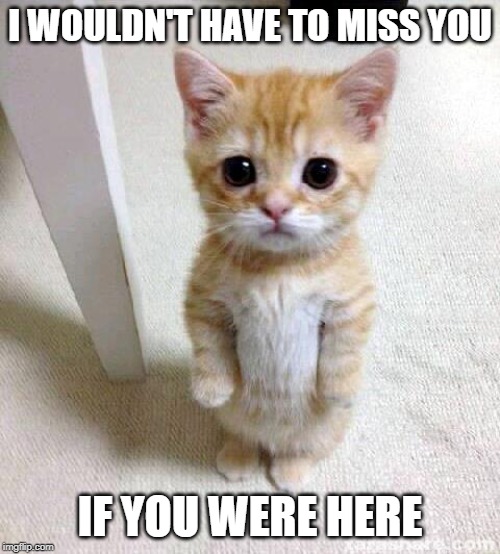 Cute Cat | I WOULDN'T HAVE TO MISS YOU; IF YOU WERE HERE | image tagged in memes,cute cat | made w/ Imgflip meme maker