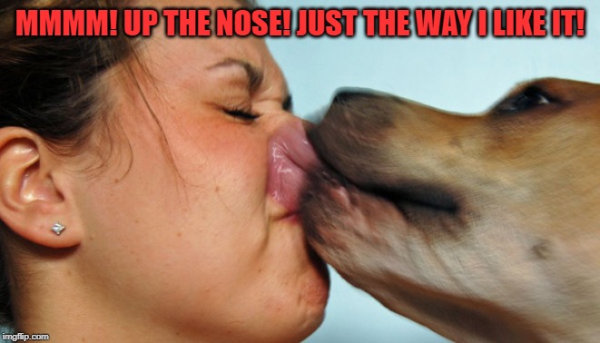 Dog Kisses | MMMM! UP THE NOSE! JUST THE WAY I LIKE IT! | image tagged in dog kisses | made w/ Imgflip meme maker