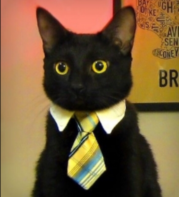 Business Cat Meme Generator - Imgflip