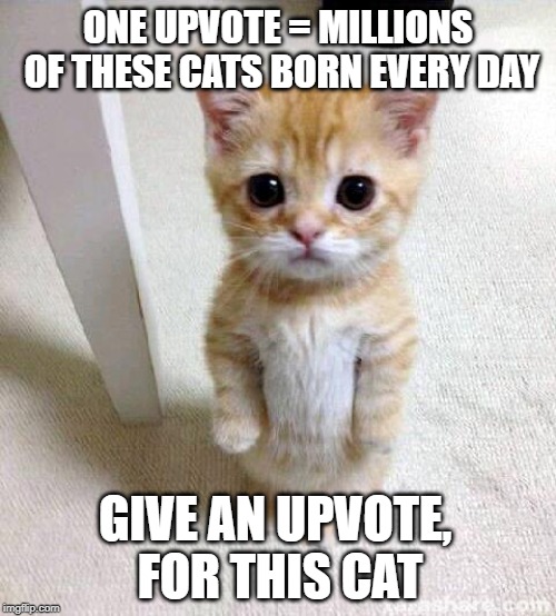 Cute Cat | ONE UPVOTE = MILLIONS OF THESE CATS BORN EVERY DAY; GIVE AN UPVOTE, FOR THIS CAT | image tagged in memes,cute cat | made w/ Imgflip meme maker