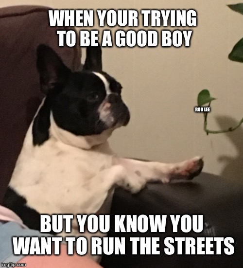 Bad dog | WHEN YOUR TRYING TO BE A GOOD BOY; ROD LEE; BUT YOU KNOW YOU WANT TO RUN THE STREETS | image tagged in bad dog,funny dogs | made w/ Imgflip meme maker