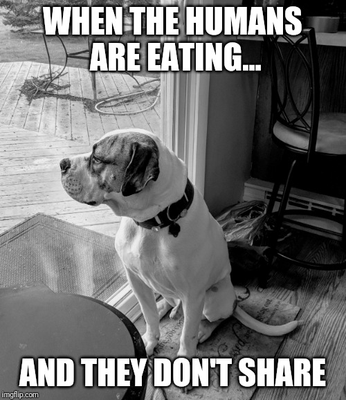 Sad Pupper | WHEN THE HUMANS ARE EATING... AND THEY DON'T SHARE | image tagged in humor,doge,hungry,funny dogs,doggo,sad dog | made w/ Imgflip meme maker