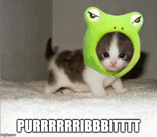 Cat frog | PURRRRRRIBBBITTTT | image tagged in cute cat | made w/ Imgflip meme maker
