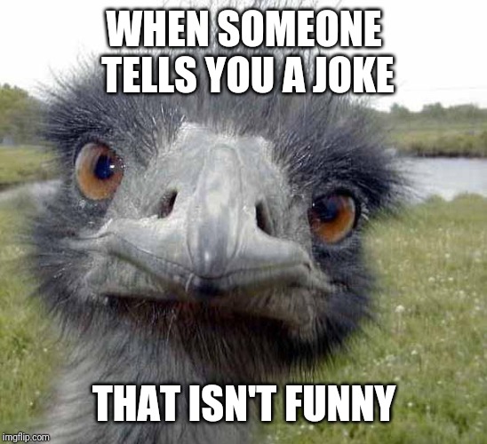 Happy Ostrich Week | WHEN SOMEONE TELLS YOU A JOKE; THAT ISN'T FUNNY | image tagged in cold stare of ostrich,ostrichweek | made w/ Imgflip meme maker