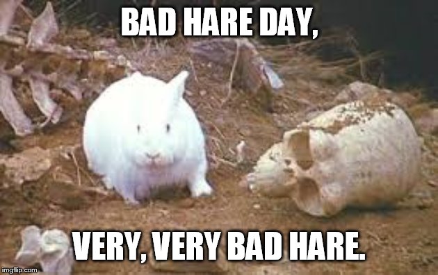 it's a killer | BAD HARE DAY, VERY, VERY BAD HARE. | image tagged in holy grail rabbit | made w/ Imgflip meme maker