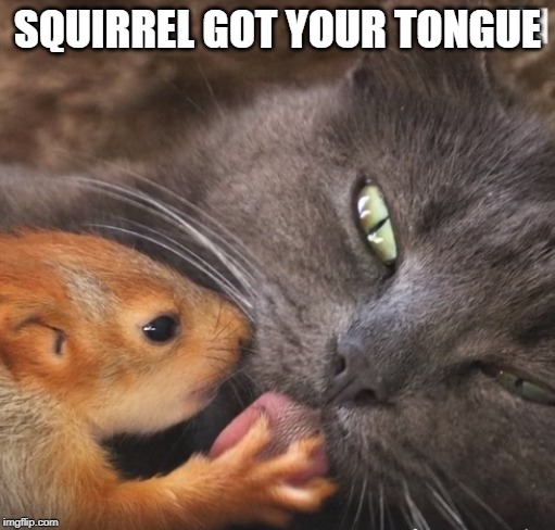 Squirrel got your tongue | SQUIRREL GOT YOUR TONGUE | image tagged in cat,squirrel | made w/ Imgflip meme maker