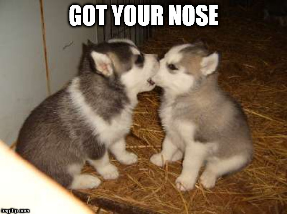 Cute Puppies Meme | GOT YOUR NOSE | image tagged in memes,cute puppies | made w/ Imgflip meme maker