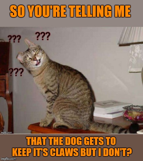 Huh cat | SO YOU'RE TELLING ME; THAT THE DOG GETS TO KEEP IT'S CLAWS BUT I DON'T? | image tagged in huh cat,cats,declaw,claws,dogs | made w/ Imgflip meme maker