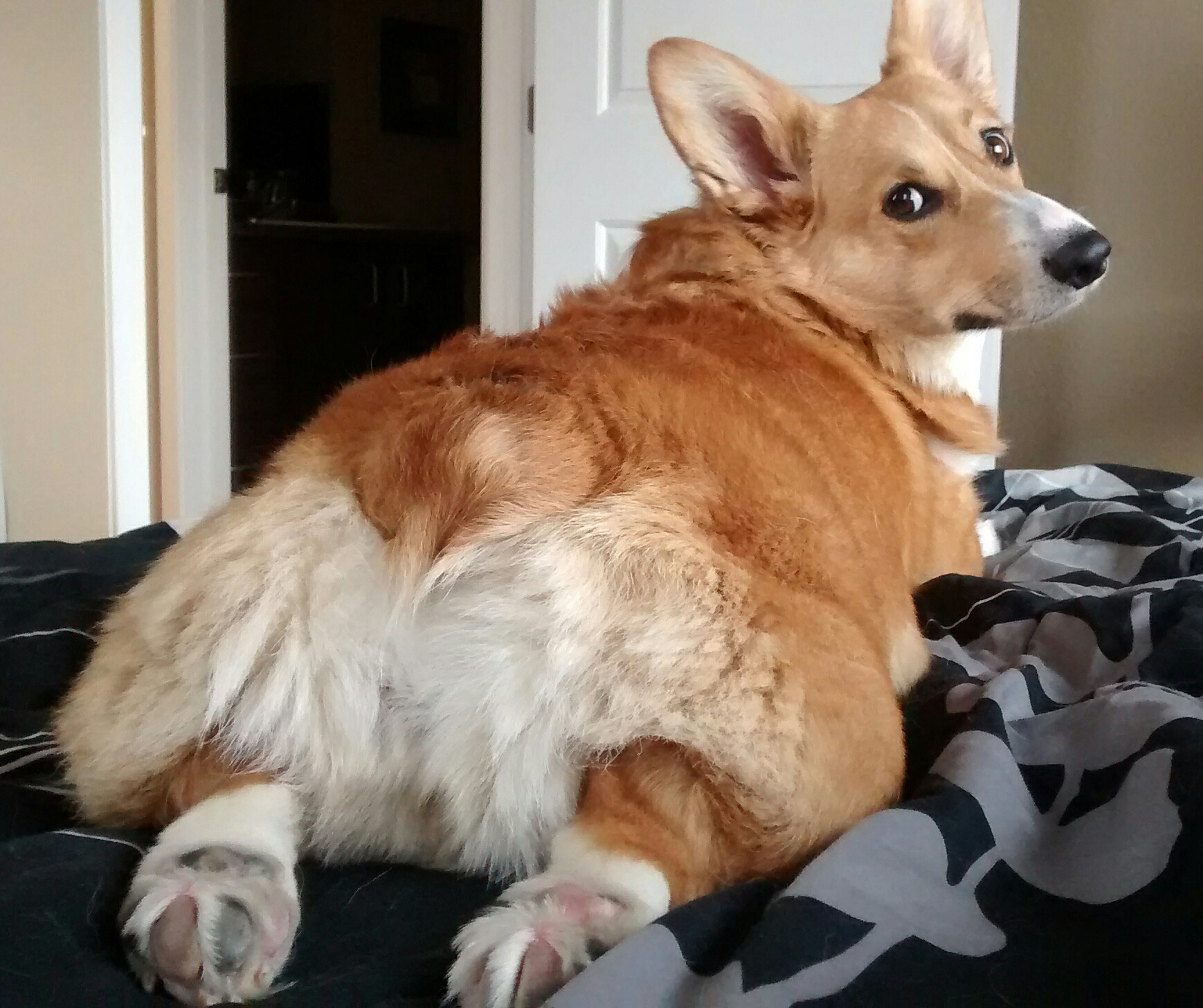 High Quality Corgi butt Blank Meme Template