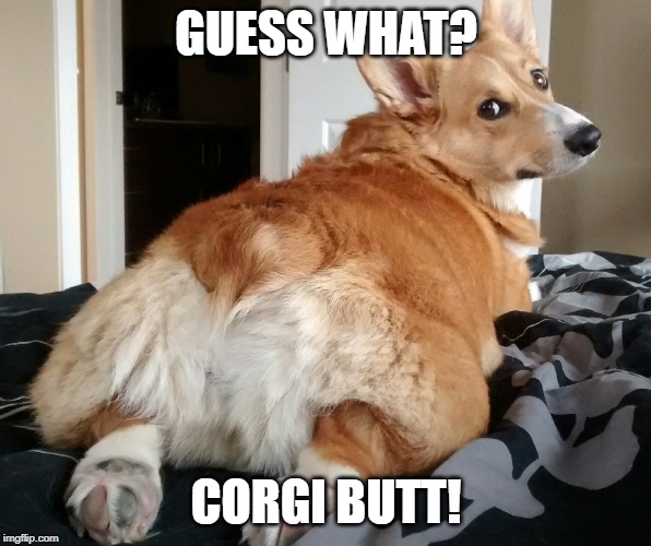 Corgi butt | GUESS WHAT? CORGI BUTT! | image tagged in corgi butt | made w/ Imgflip meme maker