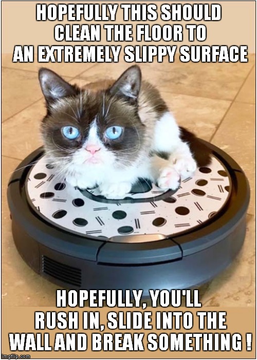 Grumpys Home Cleaning Regime | HOPEFULLY THIS SHOULD CLEAN THE FLOOR TO AN EXTREMELY SLIPPY SURFACE; HOPEFULLY, YOU'LL RUSH IN, SLIDE INTO THE WALL AND BREAK SOMETHING ! | image tagged in cats,grumpy cat | made w/ Imgflip meme maker