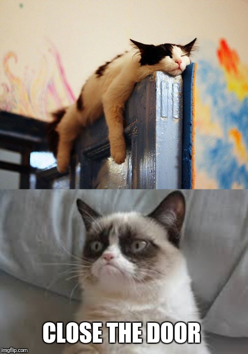 CLOSE THE DOOR | image tagged in grumpy cat,cats are weird | made w/ Imgflip meme maker