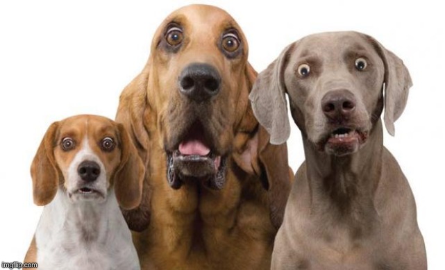 surprised dogs | image tagged in surprised dogs | made w/ Imgflip meme maker