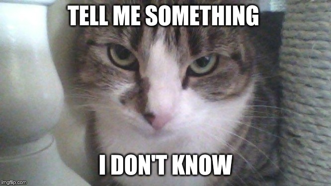 Lucy the sarcastic Cat | TELL ME SOMETHING I DON'T KNOW | image tagged in lucy the sarcastic cat | made w/ Imgflip meme maker